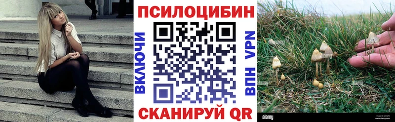 Псилоцибиновые грибы Psilocybe  Купить закладки  Данков 